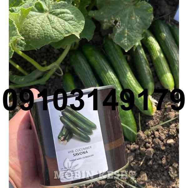 خرید بذر خیار سبز