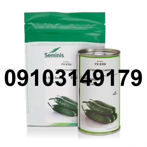 خرید بذر خیار سبز