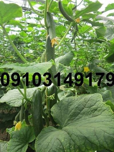 فروش بذر خیار گلخانه ناگین مشهد - تصویر 7