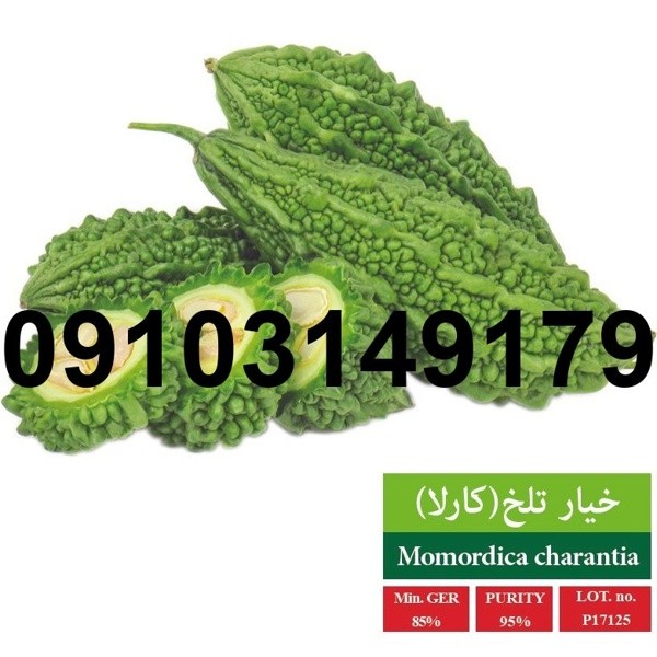 قیمت بذر خیار تلخ - تصویر 3