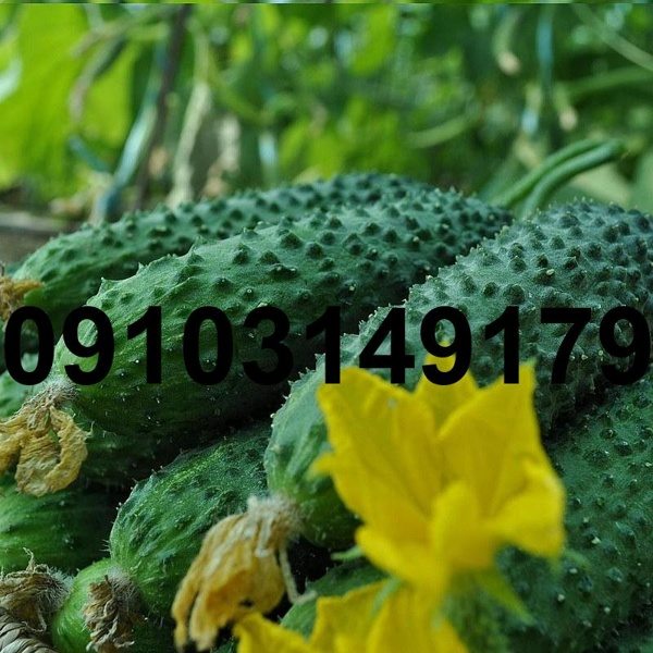 قیمت بذر خیار خاردار - تصویر 6