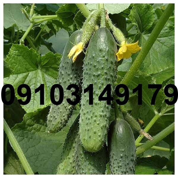 قیمت بذر خیار خاردار - تصویر 7