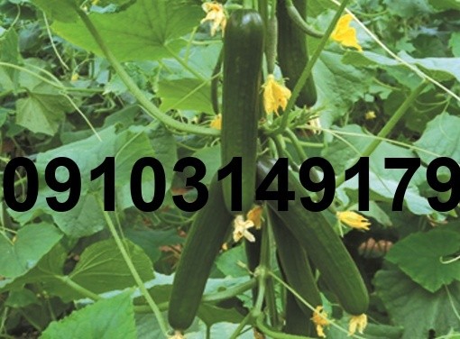 قیمت بذر خیار سبا - تصویر 5
