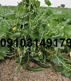 قیمت بذر خیار فضای باز - تصویر 8
