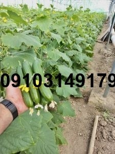 قیمت بذر خیار لامبادا - تصویر 6