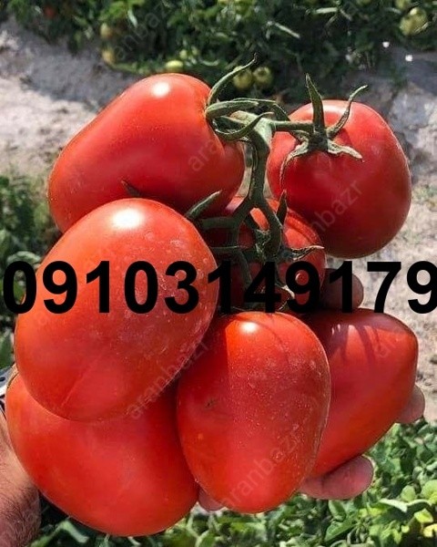 قیمت بذر گوجه تیفال - تصویر 8