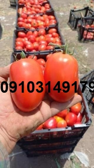 قیمت بذر گوجه سما - تصویر 2