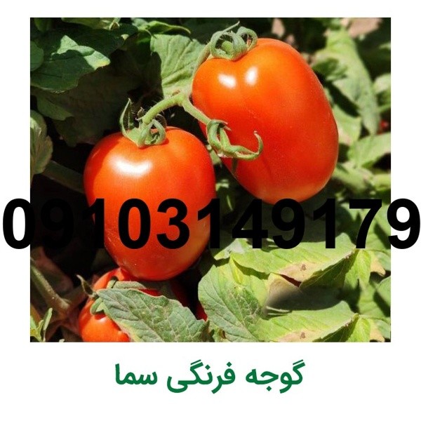 قیمت بذر گوجه سما - تصویر 6