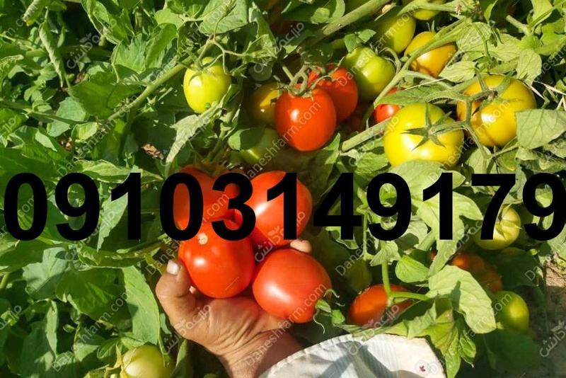 قیمت بذر گوجه فرنگی سانسید ۶۱۸۹ - تصویر 1