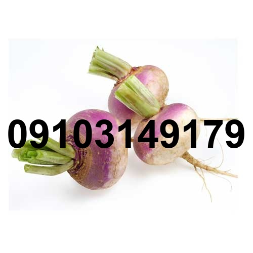 قیمت هر کیلو بذر شلغم