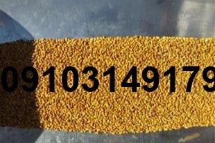 قیمت هر کیلو بذر یونجه بغدادی - تصویر 3