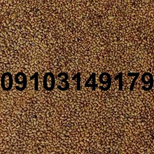 قیمت هر کیلو بذر یونجه همدانی - تصویر 2